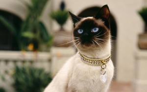 pet collar diamonds gift ideas