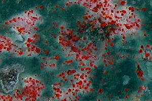 Bloodstone’s blood-like inclusions are owed to the presence of iron oxide impurities. The level of ‘blood’ inclusions varies tremendously. Some may exhibit little to no spotting, while others are very densely spotted. Droplet-shaped blood spots are more desirable than streaks, and thus more valuable.