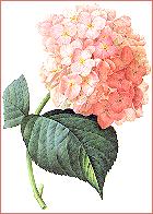 Hydrangeas (hortensias)